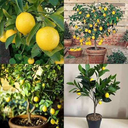 Grafted Kagzi Lemon Plants — Lemon sapling available at Agro Nursery Garden